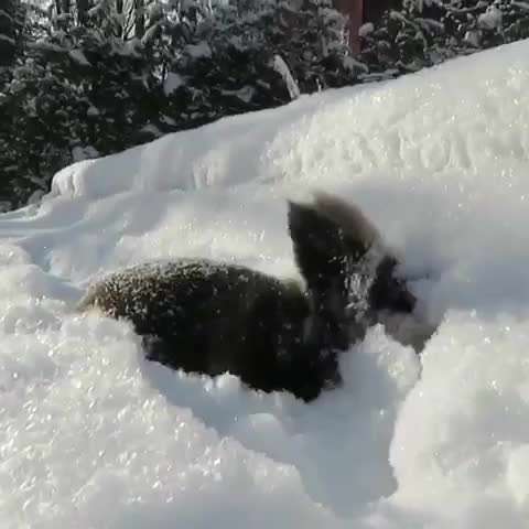 تصويرمتحرك خرگوشي درحال برف بازي